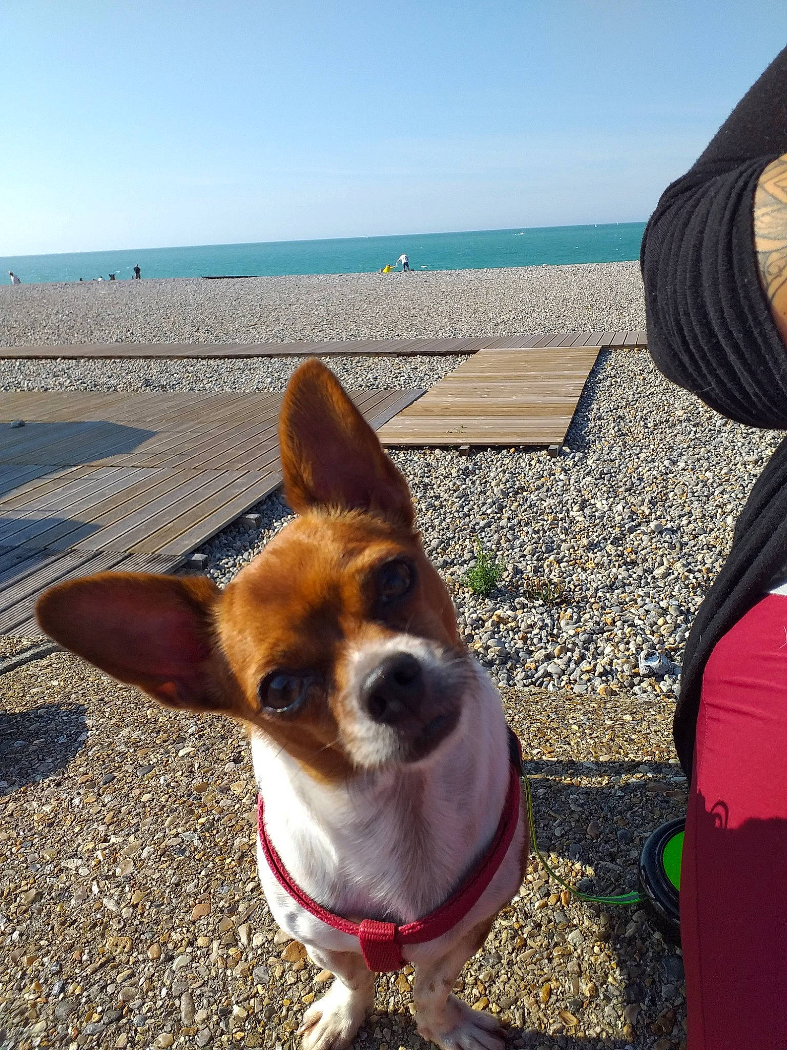 Stitch a rejoint le concours — aidez-le/la à gagner de superbes lots ! beach, canidae, cardigan_welsh_corgi, carnivore, companion_dog, corgi_chihuahua, dog, dog_breed, ear, fawn, mammal, nose, pembroke_welsh_corgi, rat_terrier, sand, sky, snout, summer, vacation, welsh_corgi