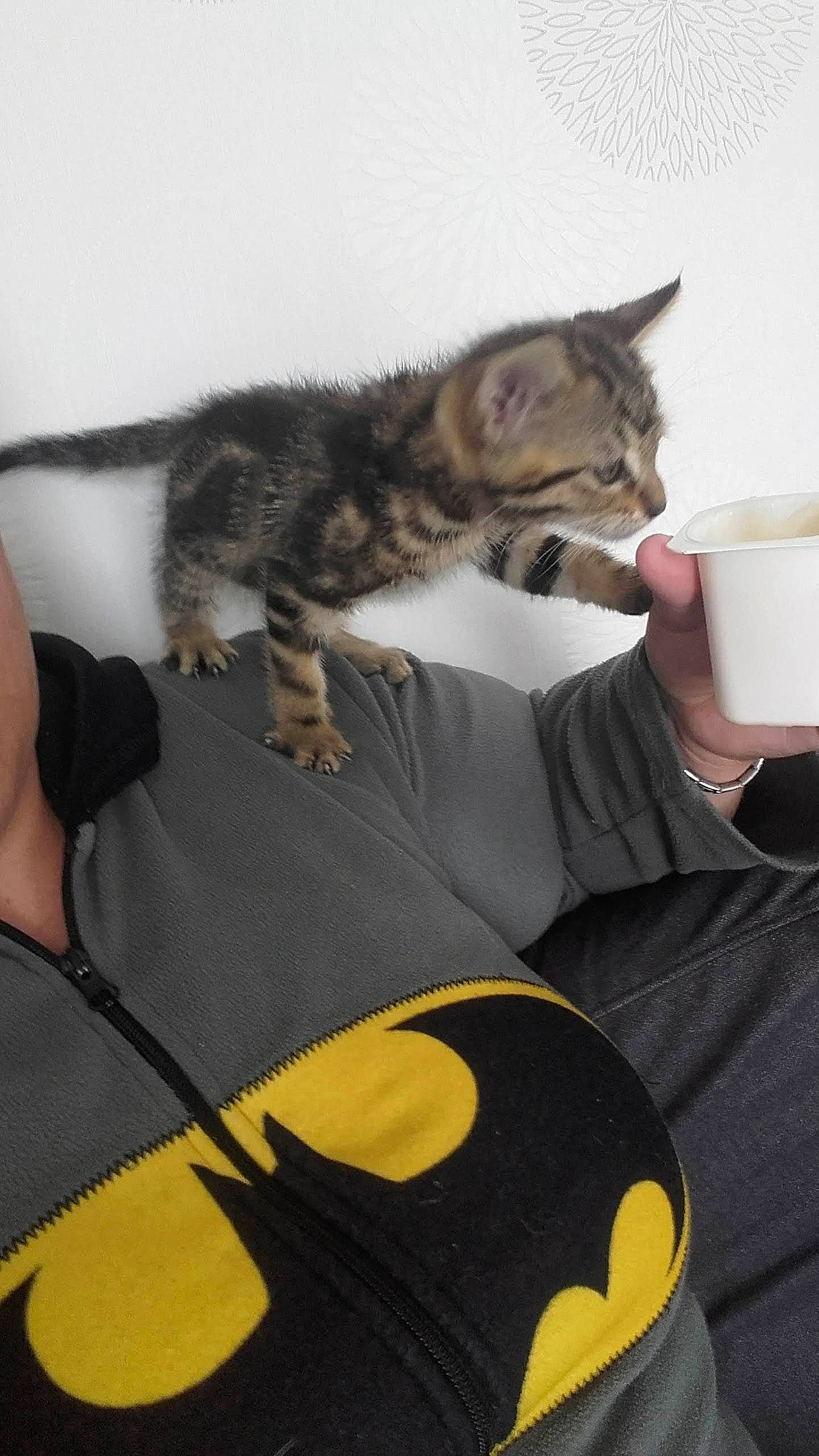 Freddy a rejoint le concours — aidez-le/la à gagner de superbes lots ! asian, carnivore, cat, domestic_short_haired_cat, dragon_li, drinking, ear, european_shorthair, felidae, fur, kitten, leg, small_to_medium_sized_cats, tail, whiskers