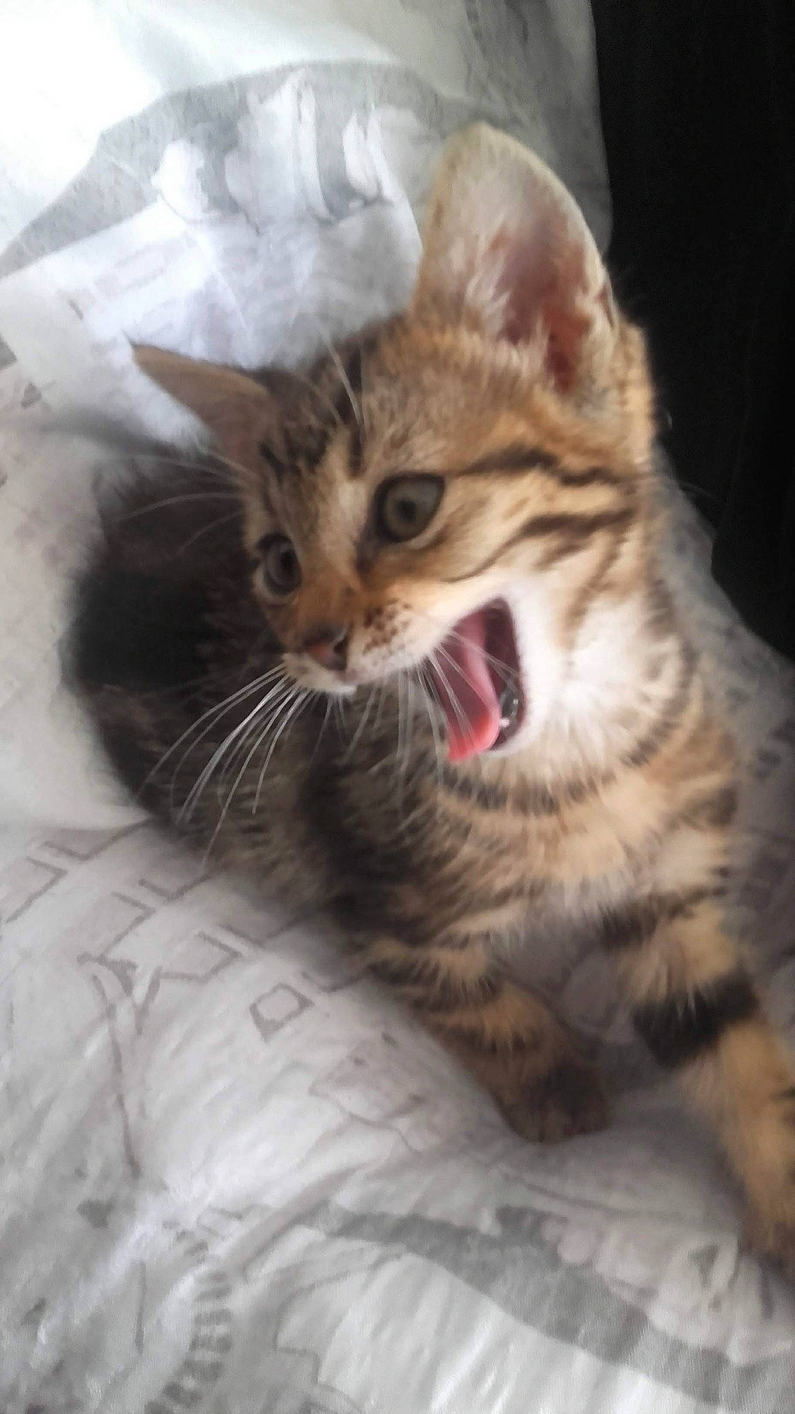 Freddy a rejoint le concours — aidez-le/la à gagner de superbes lots ! aegean_cat, american_shorthair, american_wirehair, arabian_mau, asian, california_spangled, carnivore, cat, domestic_short_haired_cat, dragon_li, european_shorthair, felidae, kitten, mammal, pixie_bob, small_to_medium_sized_cats, snout, tabby_cat, vertebrate, whiskers