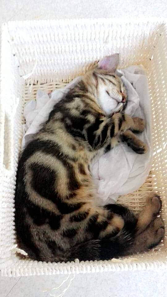 Freddy participe au concours pour gagner de l'argent avec cette photo : american_shorthair, american_wirehair, asian, bengal, california_spangled, carnivore, cat, domestic_short_haired_cat, dragon_li, egyptian_mau, european_shorthair, felidae, kitten, mammal, ocicat, small_to_medium_sized_cats, sokoke, tabby_cat, vertebrate, whiskers