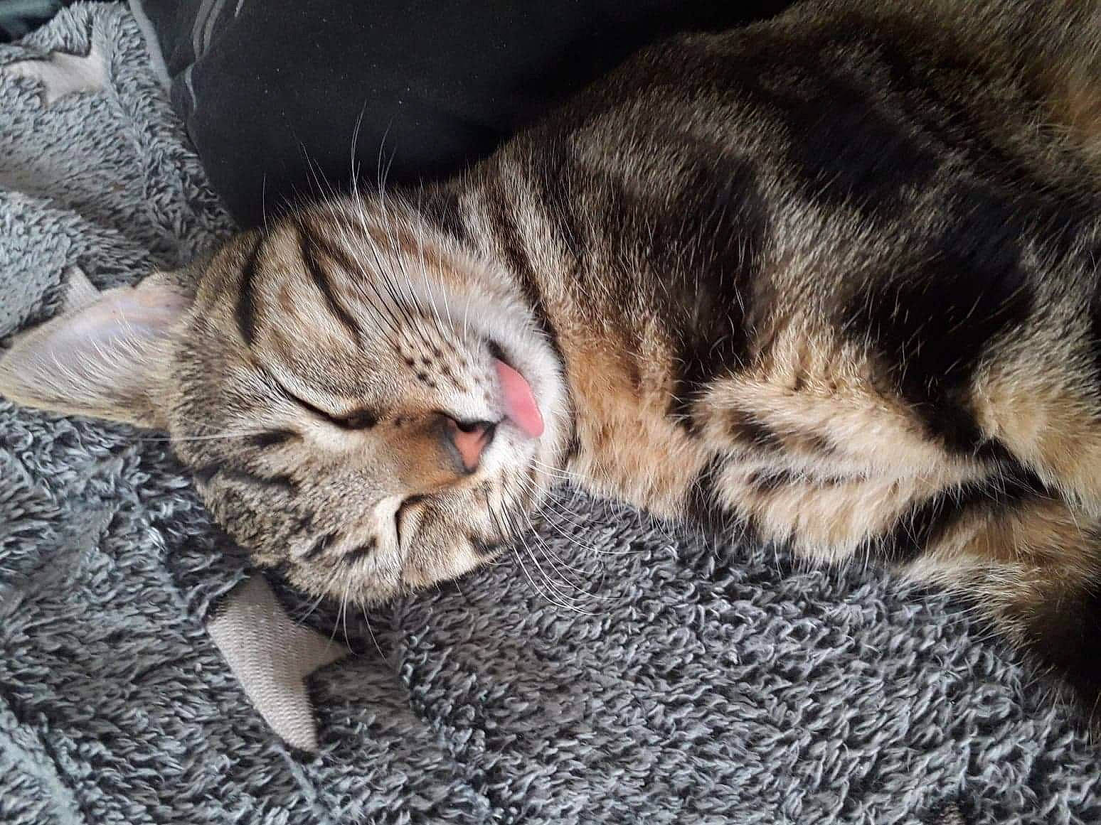 Freddy participe au concours pour gagner de l'argent avec cette photo : american_shorthair, asian, australian_mist, california_spangled, carnivore, cat, domestic_short_haired_cat, dragon_li, european_shorthair, felidae, fur, mammal, nap, ocicat, pixie_bob, small_to_medium_sized_cats, snout, tabby_cat, vertebrate, whiskers