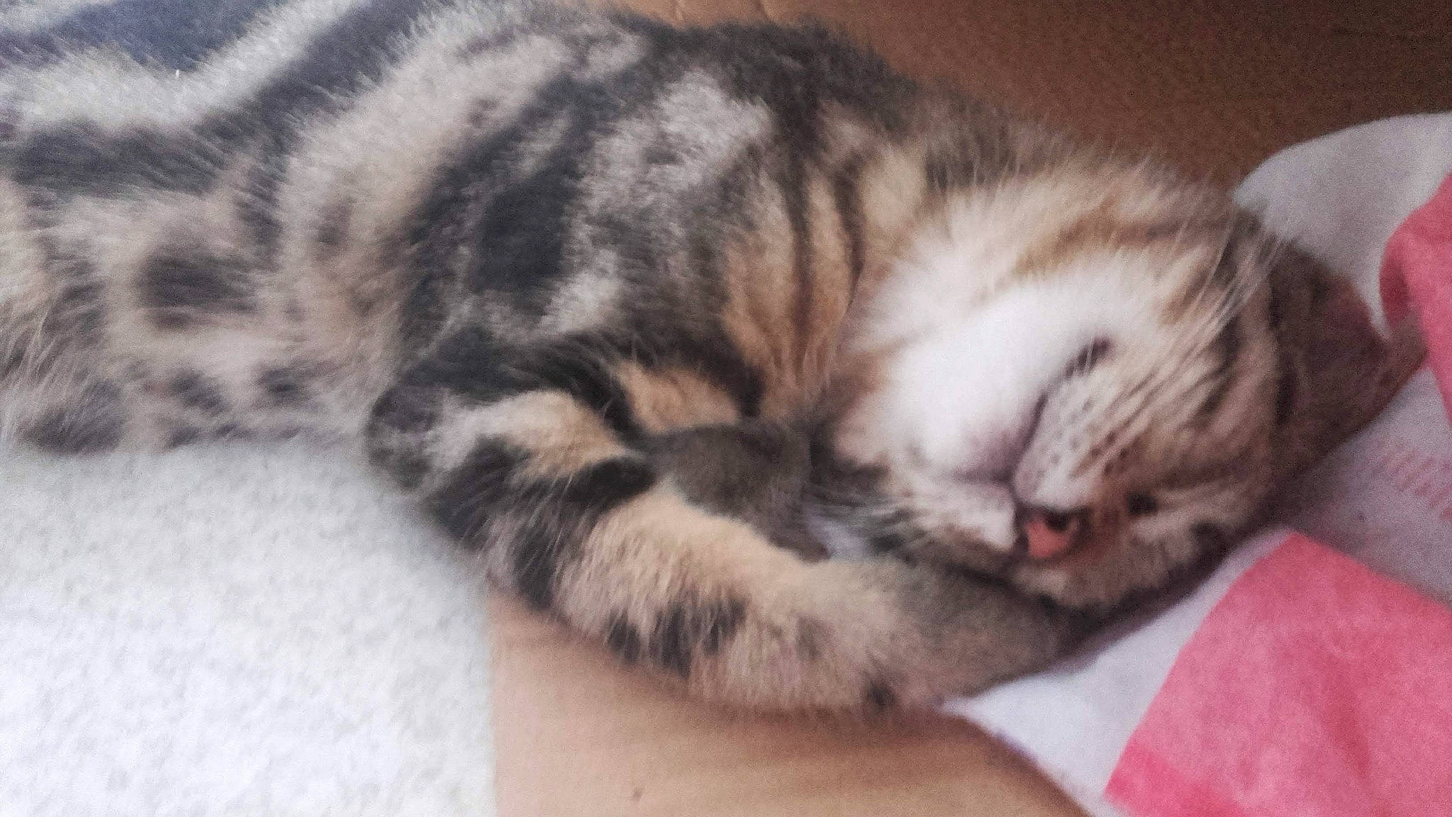 Freddy participe au concours pour gagner de l'argent avec cette photo : american_shorthair, asian, carnivore, cat, domestic_short_haired_cat, dragon_li, egyptian_mau, european_shorthair, felidae, kitten, mammal, nap, scottish_fold, sleep, small_to_medium_sized_cats, tabby_cat, vertebrate, whiskers