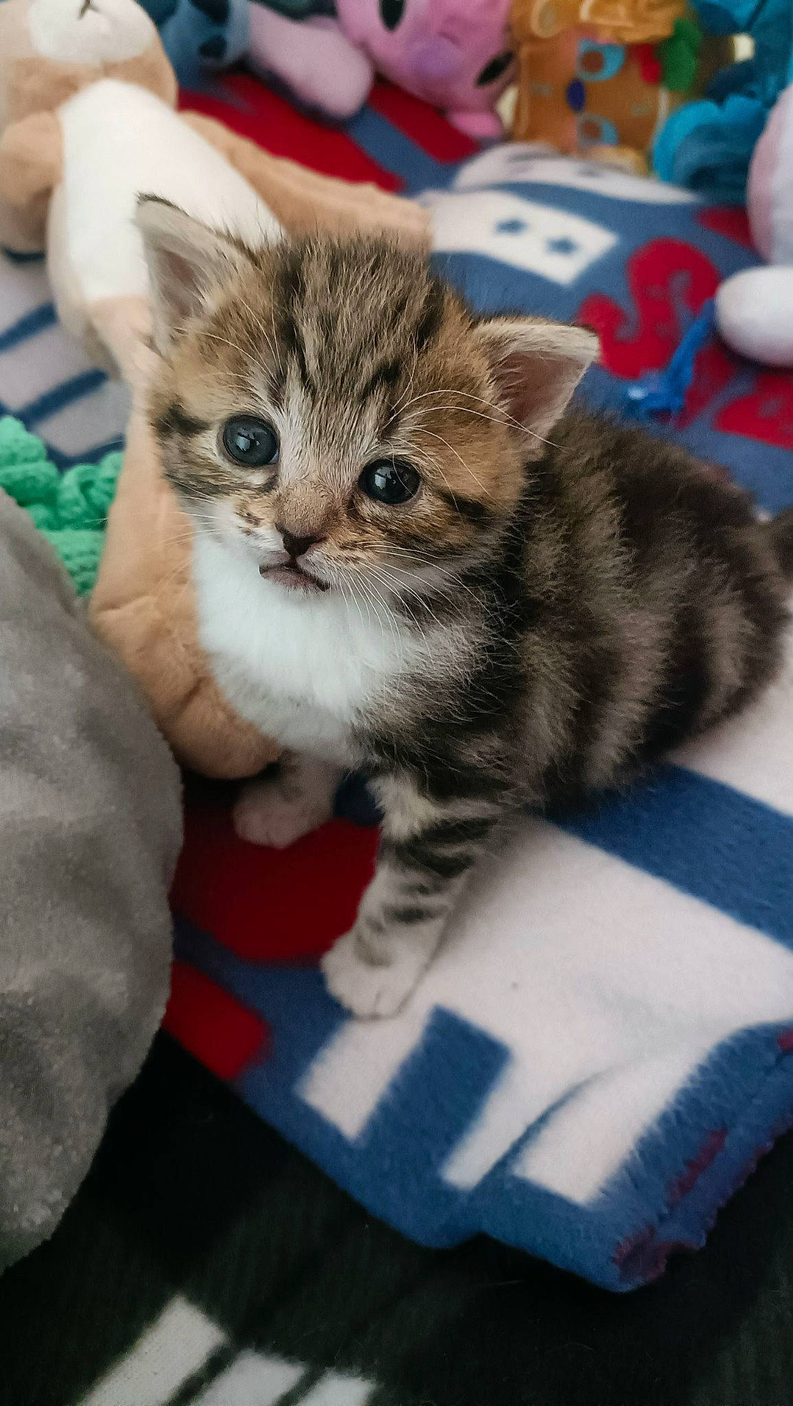 Tétine participe au concours pour gagner de l'argent avec cette photo : box, carnivore, cat, claw, domestic_short_haired_cat, fawn, felidae, fur, paw, puzzle, small_to_medium_sized_cats, snout, tail, whiskers
