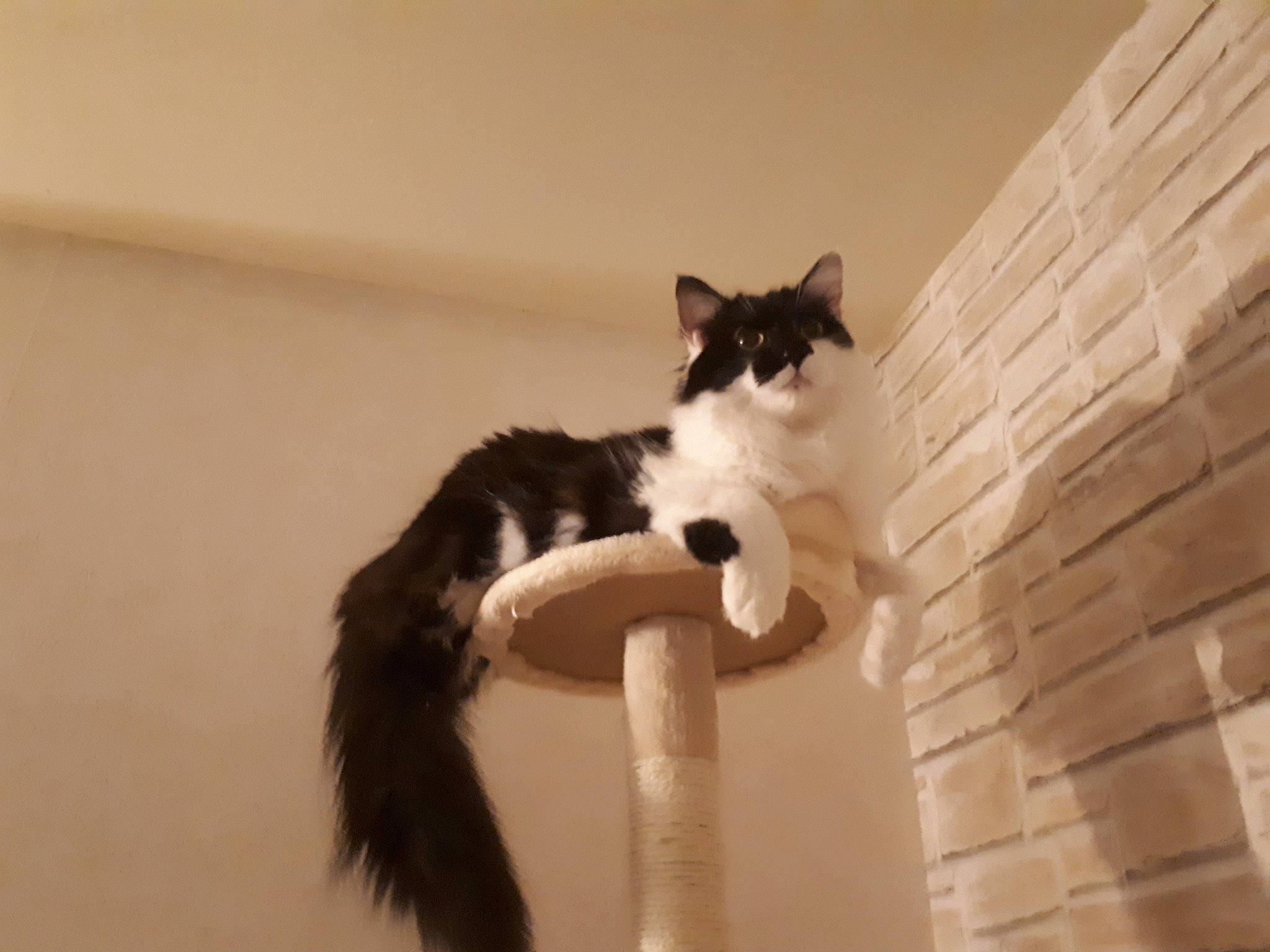 Ozzy participe au concours pour gagner de l'argent avec cette photo : art, carnivore, cat, domestic_short_haired_cat, felidae, fur, hardwood, monochrome_photography, paw, plant, small_to_medium_sized_cats, snout, tail, tree, whiskers, wood