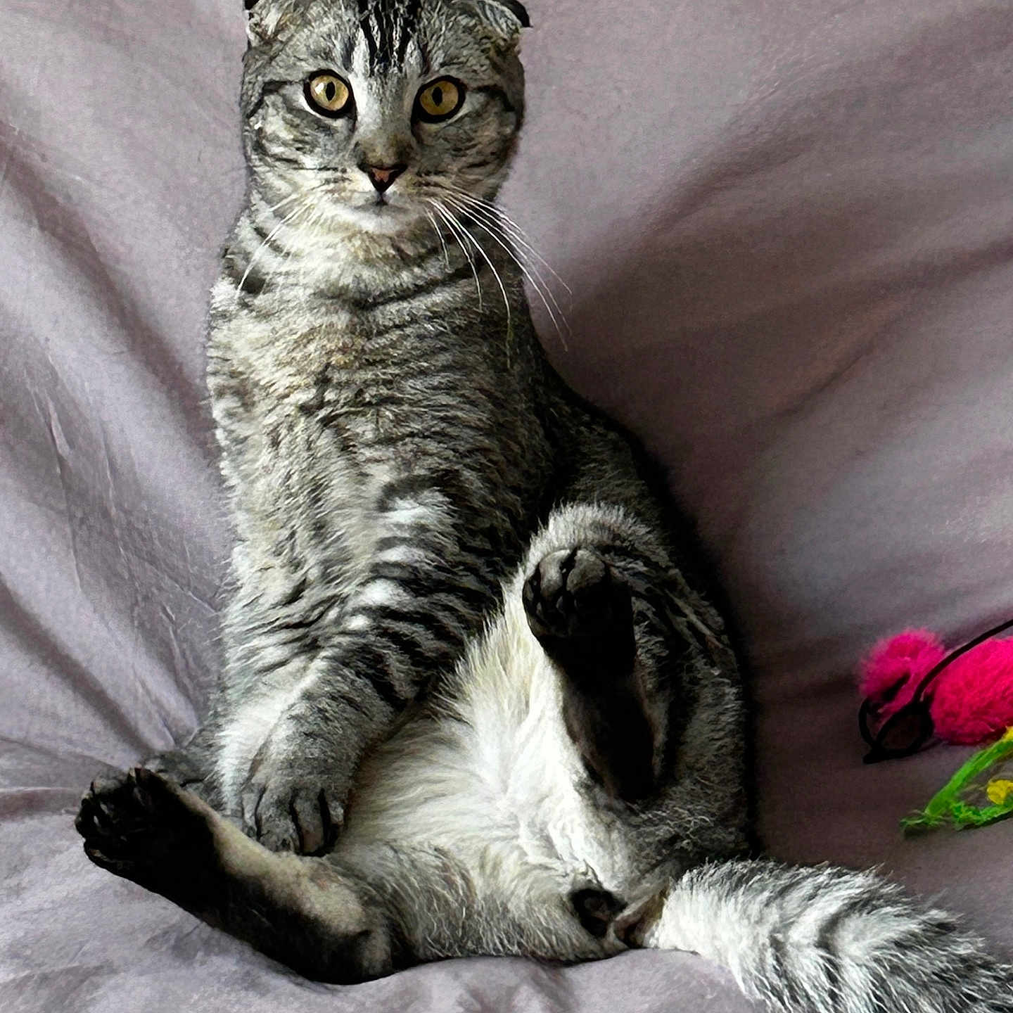 Yuzu a rejoint le concours — aidez-le/la à gagner de superbes lots ! animal, blanket, cat, closeup, curious, cute, domestic_cat, feather_toy, feline, fur, gray_tabby, indoor, pet, pink_toy, relaxed, scottish_fold, sitting, soft, toy, whiskers