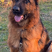 Rambo a rejoint le concours — aidez-le/la à gagner de superbes lots ! alert, animal, black, brown, canine, dog, ears, fur, german_shepherd, grass, happy, leash, muzzle, nature, outdoor, pet, portrait, sitting, sunset, tongue_out