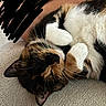 cat, calico, sleeping, curled_up, paws, fur, whiskers, carpet, texture, indoor, cozy, relaxing, pet, animal, cute, feline, resting, close_up, soft, domestic