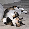 cat, calico_cat, sleeping, relaxed, paws, blanket, cushion, indoor, pet, fur, whiskers, cozy, resting, animal, cute, soft, home, feline, mammal, nap