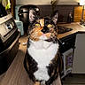 cat, calico_cat, pet, animal, indoor, kitchen, countertop, appliance, whiskers, fur, eyes, curious, domestic, mammal, table, lighting, home, cute, feline, portrait