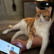 Synata participe au concours pour gagner de l'argent avec cette photo : cat, orange_cat, white_cat, pet, relaxed, lying_down, person, arm, hand, smartphone, indoor, home, cozy, furniture, technology, scrolling, warm_lighting, closeup, domestic_animal, companion