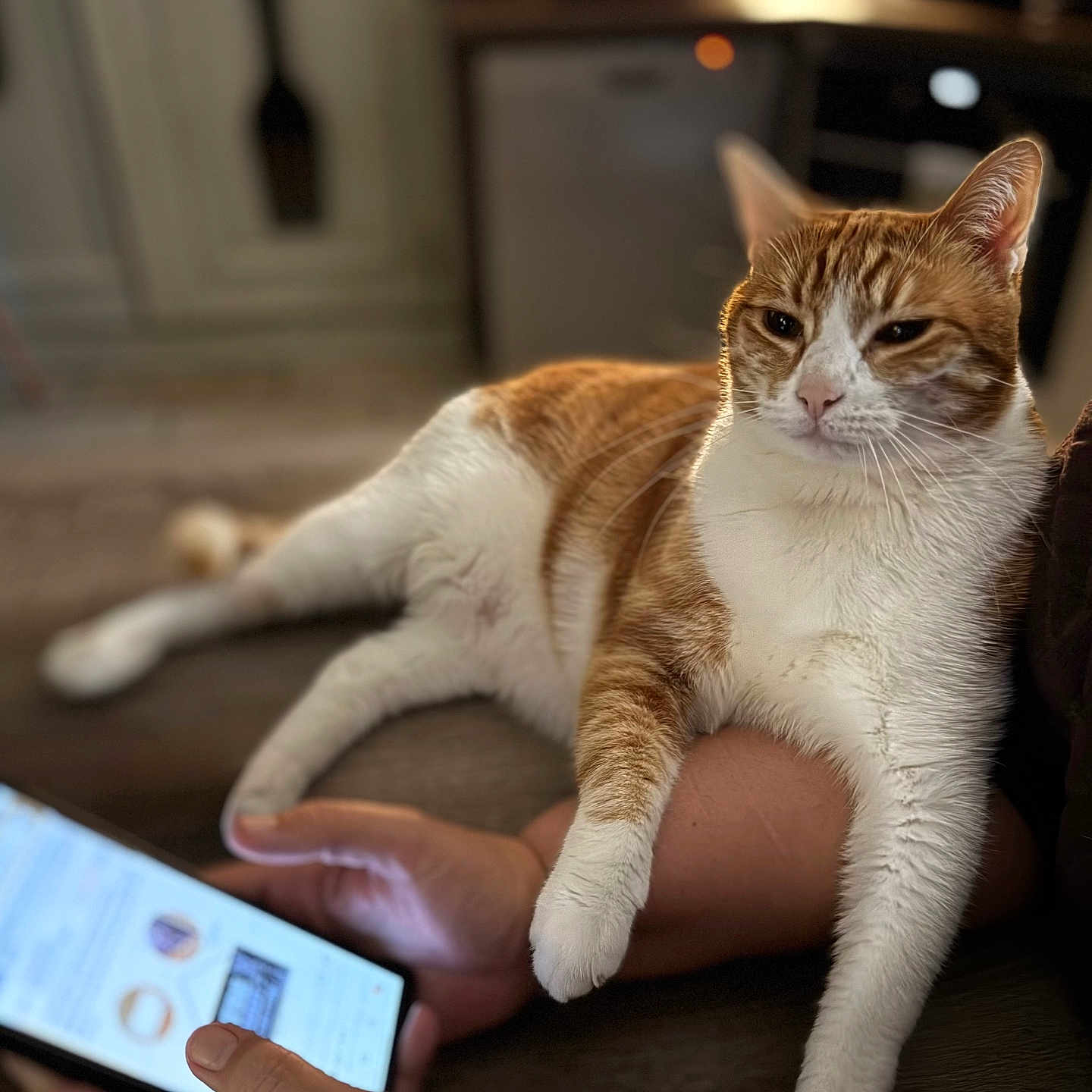 Synata participe au concours pour gagner de l'argent avec cette photo : cat, orange_cat, white_cat, pet, relaxed, lying_down, person, arm, hand, smartphone, indoor, home, cozy, furniture, technology, scrolling, warm_lighting, closeup, domestic_animal, companion