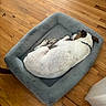 Sarge is registered to the contest to win money with this photo: dog, sleeping, dog_bed, wooden_floor, indoor, pet, resting, white_dog, brown_spots, collar, cozy, home, animal, fur, relaxation, comfort, paw, quiet, cute, domestic