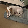dog, pet, indoor, carpet, dog_bed, resting, white, brown, sleepy, cozy, bed, blanket, furniture, floor, animal, canine, paw, ears, tail, relaxed