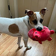 Sarge joined the competition — help win amazing prizes! dog, indoor, wooden_floor, plush_toy, pink_toy, pet, animal, white_dog, brown_spot, ears, door, flooring, domestic_animal, canine, playful, toy_in_mouth, standing, curious, fur, collar