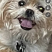 Buster is registered to the contest to win money with this photo: dog, close_up, fluffy, tongue_out, happy, pet, animal, canine, portrait, cute, furry, screenshot, phone_ui, date_overlay, indoor, collar, smiling, face, paw, fur
