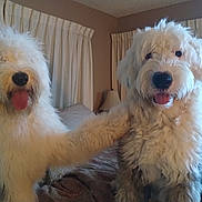 Rocky is registered to the contest to win money with this photo: animal, companions, couch, curtains, cute, dog, domestic, fluffy, friendship, furry, happy, indoor, lamp, living_room, mammal, pets, portrait, sitting, tongue_out, two_dogs