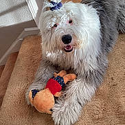 Rocky is registered to the contest to win money with this photo: dog, plush_toy, carpet, stairs, scrunchie, fluffy, pet, indoor, happy, playful, animal, fur, toy, smiling, cute, domestic, canine, resting, light, shadow