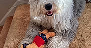 Rocky is registered to the contest to win money with this photo: animal, canine, carpet, cute, dog, domestic, fluffy, fur, happy, indoor, light, pet, playful, plush_toy, resting, scrunchie, shadow, smiling, stairs, toy
