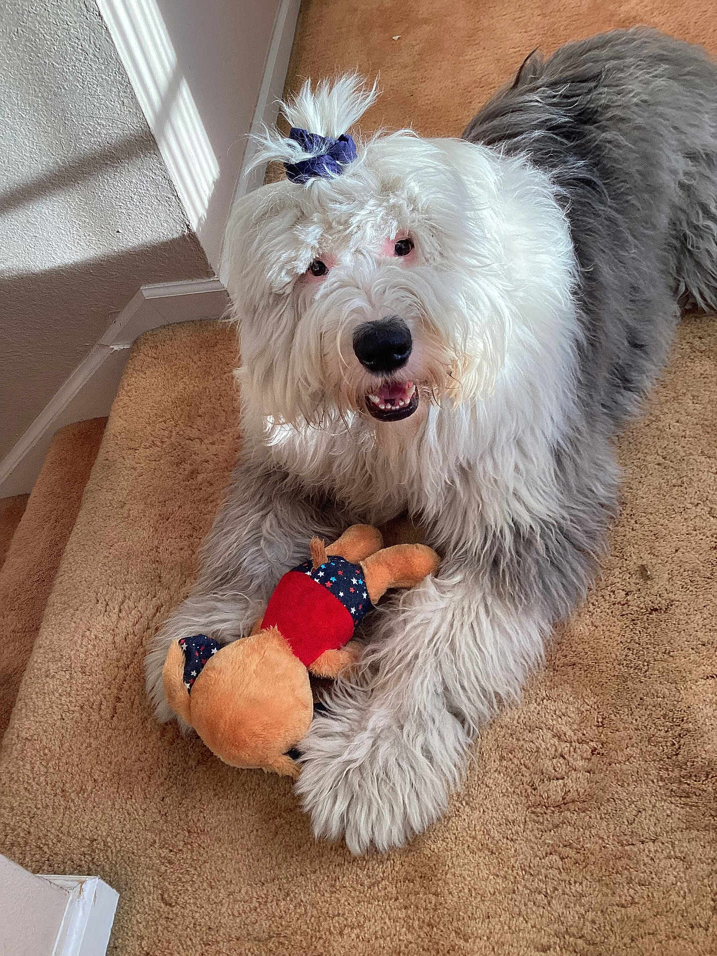 Rocky is registered to the contest to win money with this photo: dog, plush_toy, carpet, stairs, scrunchie, fluffy, pet, indoor, happy, playful, animal, fur, toy, smiling, cute, domestic, canine, resting, light, shadow