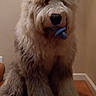 Rocky is registered to the contest to win money with this photo: animal, blue_toy, carpet, companion, cute, dog, domestic, family_photos, fluffy, framed_photos, furniture, home, indoor, mammal, pet, portrait, shaggy, sitting, toy, wall