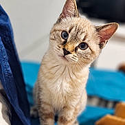 Stella participe au concours pour gagner de l'argent avec cette photo : cat, kitten, blue_eyes, furry, animal, pet, portrait, close_up, sitting, curious, head_tilt, whiskers, ears, tabby, cream_fur, indoor, blanket, blue_background, soft_lighting, photography