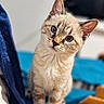 cat, kitten, blue_eyes, furry, animal, pet, portrait, close_up, sitting, curious, head_tilt, whiskers, ears, tabby, cream_fur, indoor, blanket, blue_background, soft_lighting, photography