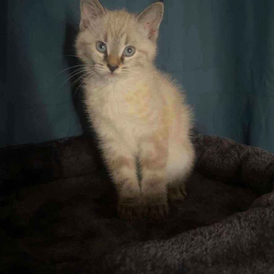 Stella participe au concours pour gagner de l'argent avec cette photo : kitten, cat, animal, pet, fluffy, cream_fur, blue_eyes, sitting, portrait, indoors, pet_bed, cozy, dark_background, teal_background, whiskers, ears, paws, cute, photography, phone_screenshot