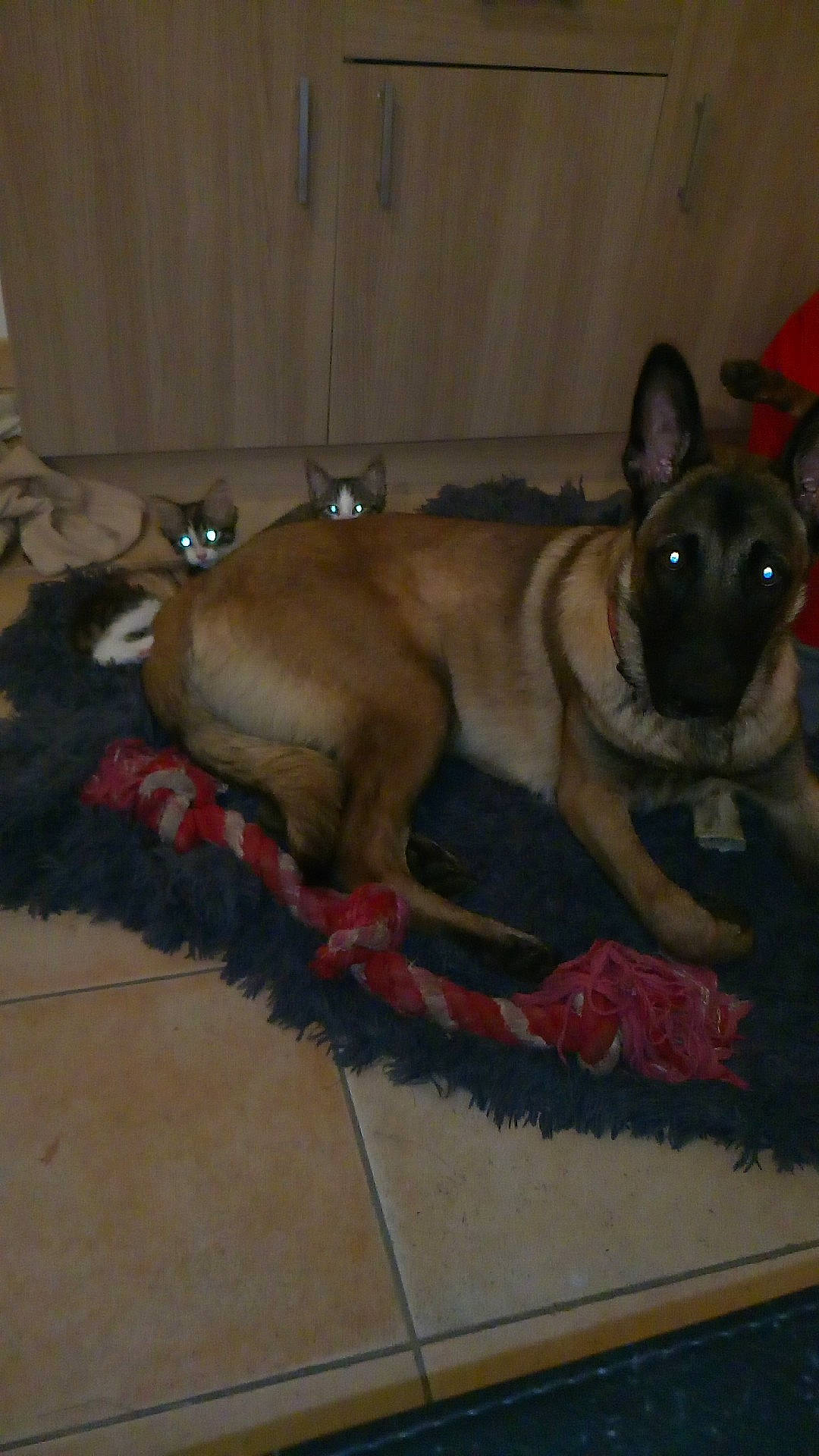 Oz a rejoint le concours — aidez-le/la à gagner de superbes lots ! belgian_shepherd_malinois, canidae, carnivore, dog, dog_breed, fawn, mammal, norwegian_elkhound, snout, vertebrate