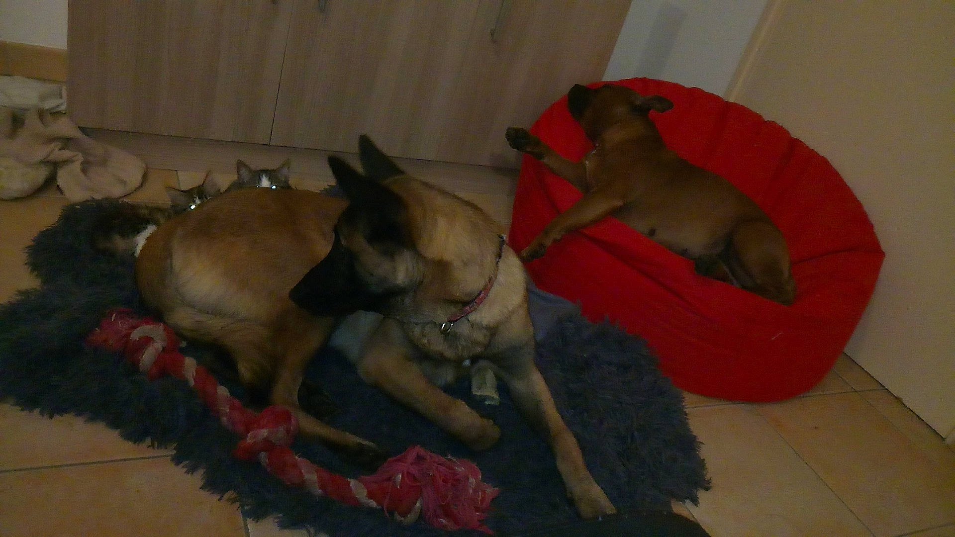 Oz a rejoint le concours — aidez-le/la à gagner de superbes lots ! boxer, bullmastiff, canidae, carnivore, dog, dog_breed, fawn, mammal, rhodesian_ridgeback, snout, vertebrate