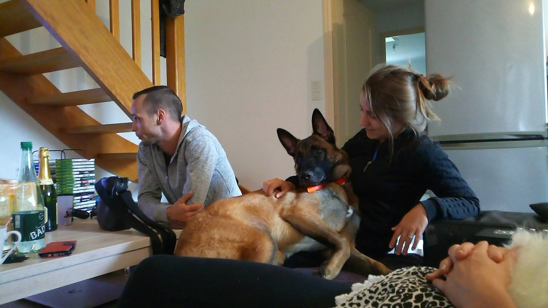 Oz a rejoint le concours — aidez-le/la à gagner de superbes lots ! belgian_shepherd_malinois, canidae, carnivore, companion_dog, dog, dog_breed, fawn, guard_dog, mammal, vertebrate