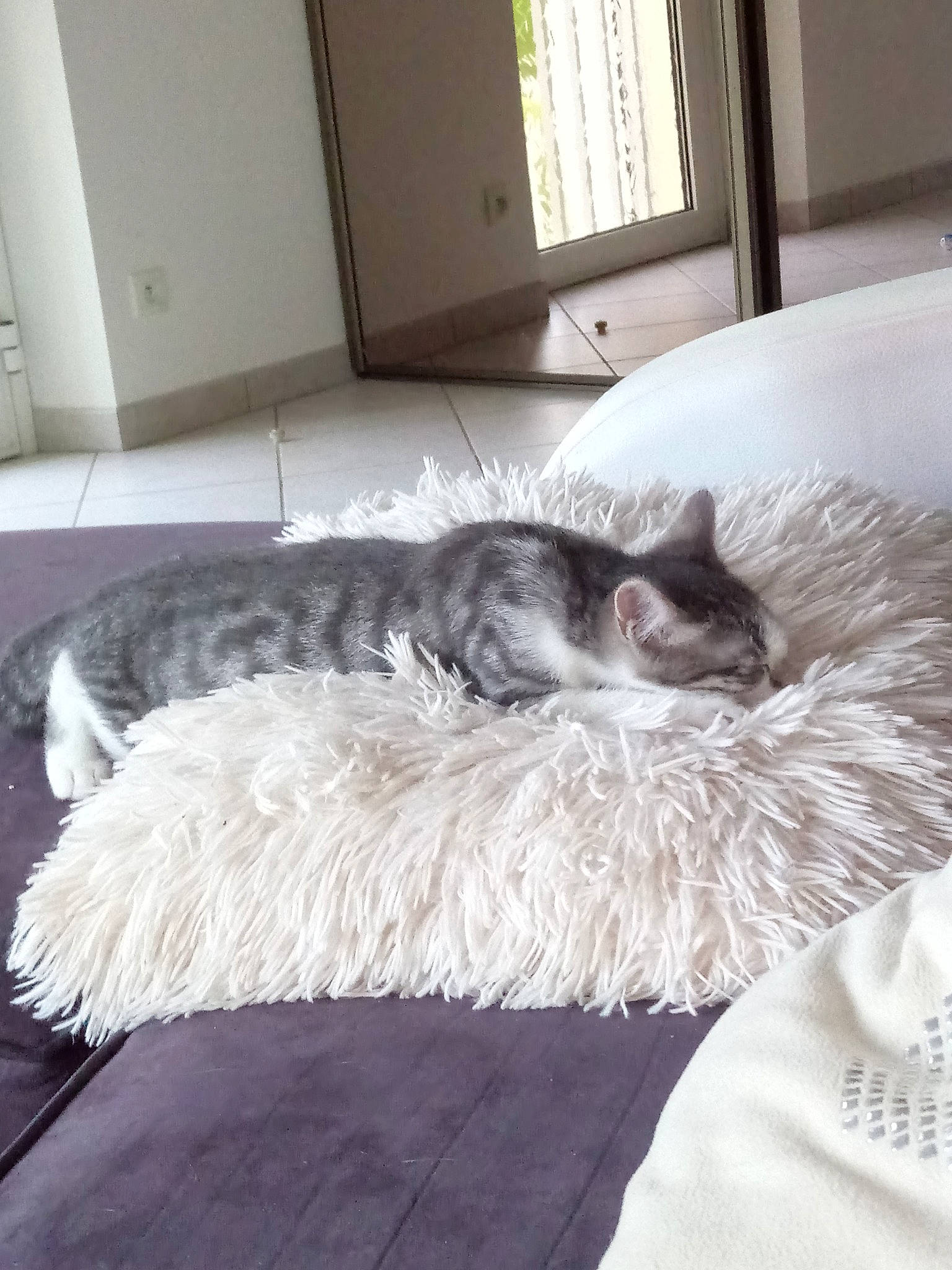 Rocky participe au concours pour gagner de l'argent avec cette photo : bed, canidae, carnivore, cat, comfort, dog_breed, felidae, fur, furniture, kitten, nap, norwegian_forest_cat, puppy, sleep, small_to_medium_sized_cats, whiskers