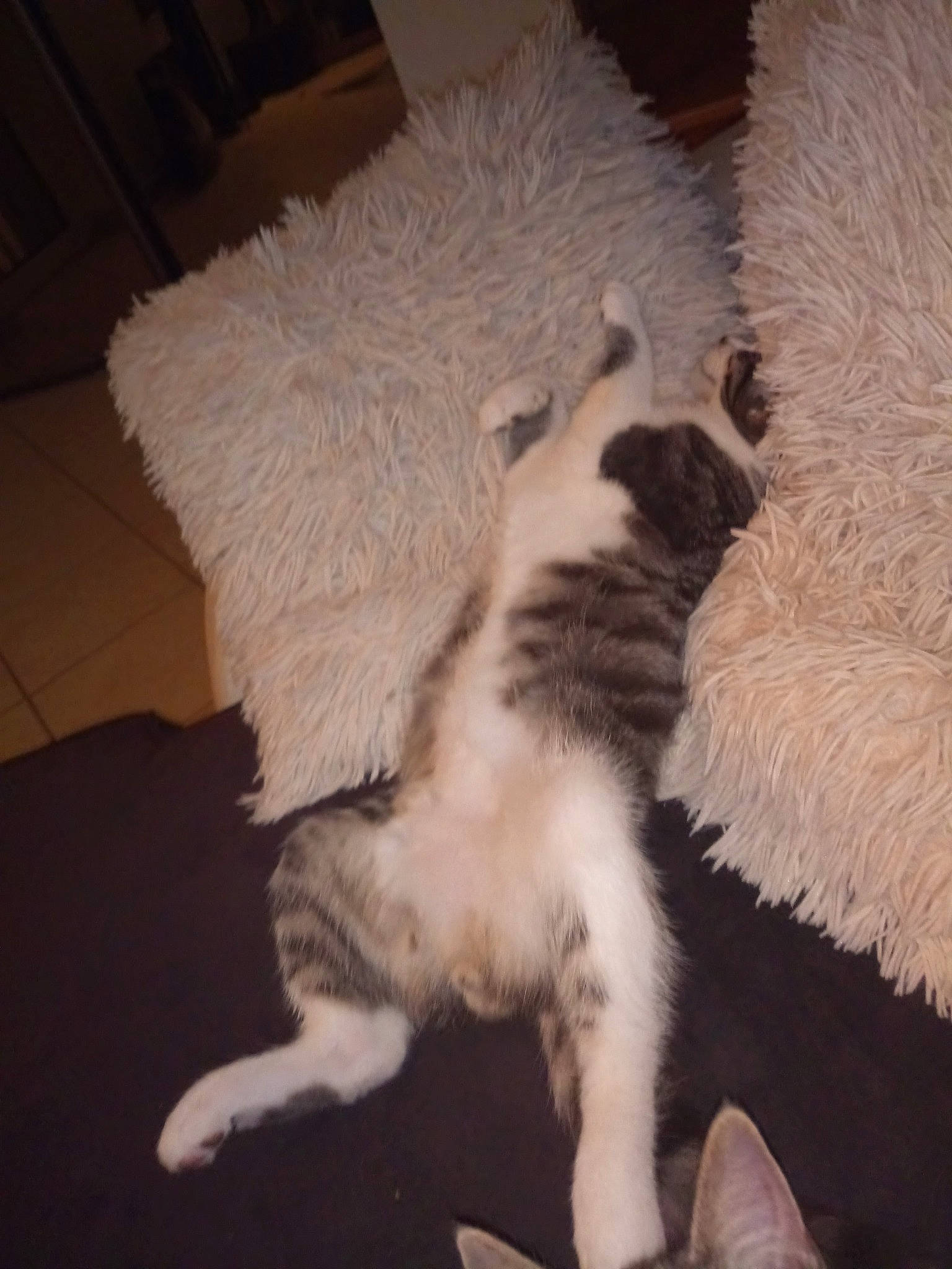 Rocky participe au concours pour gagner de l'argent avec cette photo : canidae, carnivore, cat, claw, felidae, fur, kitten, paw, small_to_medium_sized_cats, tail