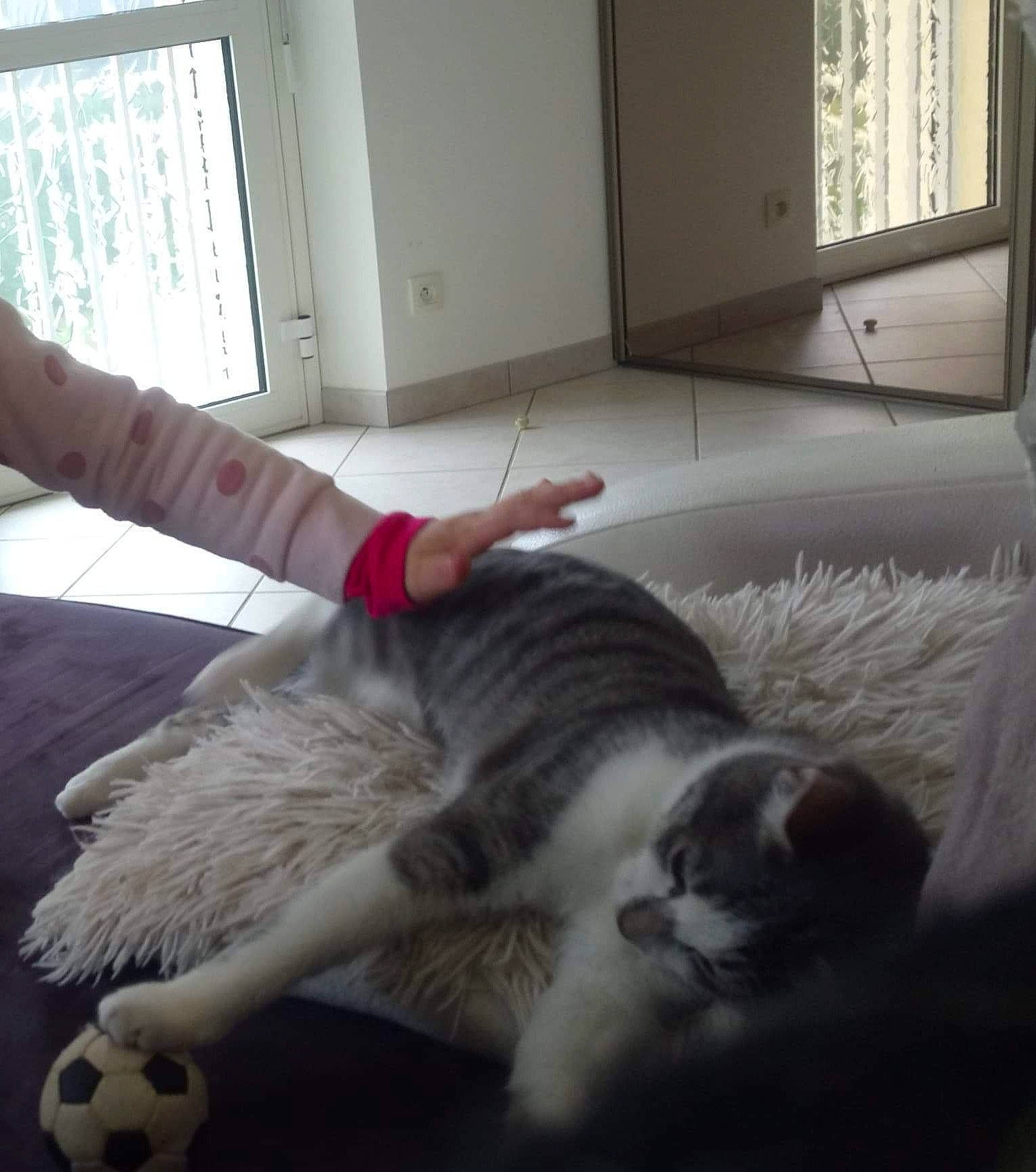 Rocky a rejoint le concours — aidez-le/la à gagner de superbes lots ! carnivore, cat, ear, european_shorthair, felidae, floor, fur, kitten, nap, norwegian_forest_cat, nose, paw, polydactyl_cat, scottish_fold, small_to_medium_sized_cats, tabby_cat, tail, whiskers