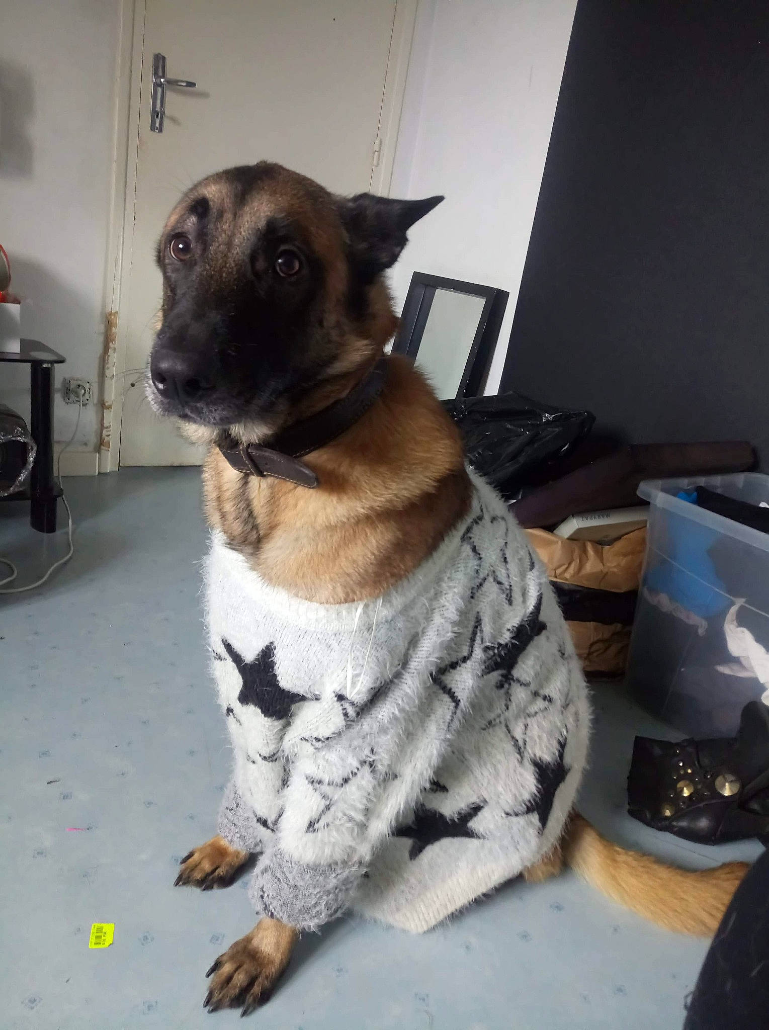 Pêche a rejoint le concours — aidez-le/la à gagner de superbes lots ! akita, canidae, carnivore, dog, dog_breed, fawn, mammal, snout, vertebrate