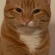 Ginny is registered to the contest to win money with this photo: cat, orange_tabby, close_up, portrait, feline, whiskers, eyes, nose, fur, striped_fur, white_chest, pet, indoors, wall, looking_at_camera, sleepy, serious_expression, centered_subject, warm_lighting, animal