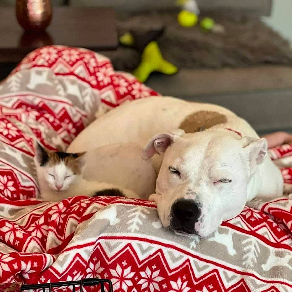 Gracie joined the competition — help win amazing prizes! canidae, carnivore, cat, collar, comfort, companion_dog, dog, dog_breed, dog_supply, fawn, linens, mammal, pattern, paw, pet_supply, snout, sporting_group, vertebrate, whiskers, working_animal