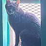 cat, window, mesh_screen, silhouette, pet, animal, indoor, sitting, feline, curious, shadow, light, backlit, windowsill, quiet, home, domestic, quiet_moment, blue_wall, still_life