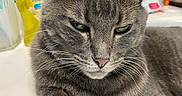 Lucy joined the competition — help win amazing prizes! cat, gray_cat, tabby, pet, animal, feline, sink, bathroom, household_items, soap, bottle, relaxed, closeup, whiskers, ears, paw, fur, domestic, indoor, resting