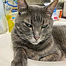 cat, gray_cat, tabby, pet, animal, feline, sink, bathroom, household_items, soap, bottle, relaxed, closeup, whiskers, ears, paw, fur, domestic, indoor, resting