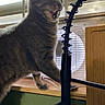 Lucy joined the competition — help win amazing prizes! cat, gray_cat, mouth_open, indoor, window, fan, lamp, wooden_surface, coiled_lamp_arm, pet, animal, feline, whiskers, ears, paw, standing, light, shadow, home, furniture