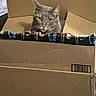 Lucy is registered to the contest to win money with this photo: cat, gray_cat, cardboard_box, amazon_prime_tape, indoor, pet, animal, curious, feline, box, looking, staring, container, home, domestic, whiskers, ears, fur, sitting, closeup