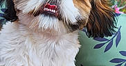Béline a rejoint le concours — aidez-le/la à gagner de superbes lots ! adorable, animal, closeup, companion, cushion, cute, dog, eyes, face, fluffy, fur, green, leaves, mouth, nose, outdoor, pet, portrait, purple, whiskers
