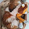 Béline participe au concours pour gagner de l'argent avec cette photo : animal, bed, brown, companion, cozy, cute, dog, fur, indoor, pet, plush_toy, relaxing, resting, sleeping, snuggling, soft, stuffed_animal, tile_floor, toy, white