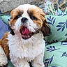 Béline participe au concours pour gagner de l'argent avec cette photo : animal, brown_fur, cushion, cute, dog, fluffy, fur, green_cushion, happy, leaf_pattern, outdoor, pet, plant, playful, puppy, sitting, small_dog, stone_wall, tongue_out, white_fur