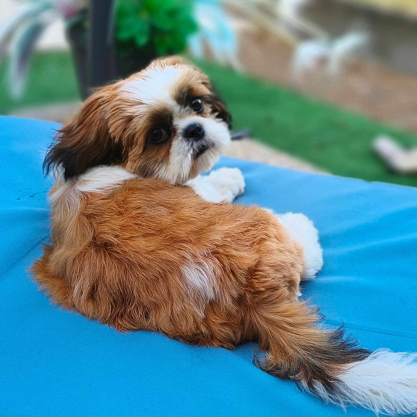 Béline participe au concours pour gagner de l'argent avec cette photo : animal, blue, brown, cozy, cushion, cute, dog, flowers, fluffy, fur, garden, grass, looking_back, lying_down, outdoor, pet, puppy, relaxing, small_dog, white