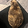 Luna joined the competition — help win amazing prizes! cat, tabby, feline, pet, animal, fur, striped, back_view, black_surface, floor, indoor, relaxed, plush, tail, whiskers, ears, domestic_cat, cute, sleepy, resting