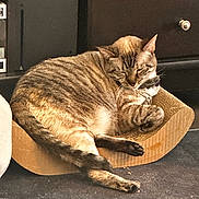 Luna joined the competition — help win amazing prizes! cat, tabby, sleeping, cardboard_scratch_pad, indoor, feline, pet, resting, sunlight, cozy, striped, paw, tail, collar, fur, cute, relaxed, domestic_animal, nap, quiet
