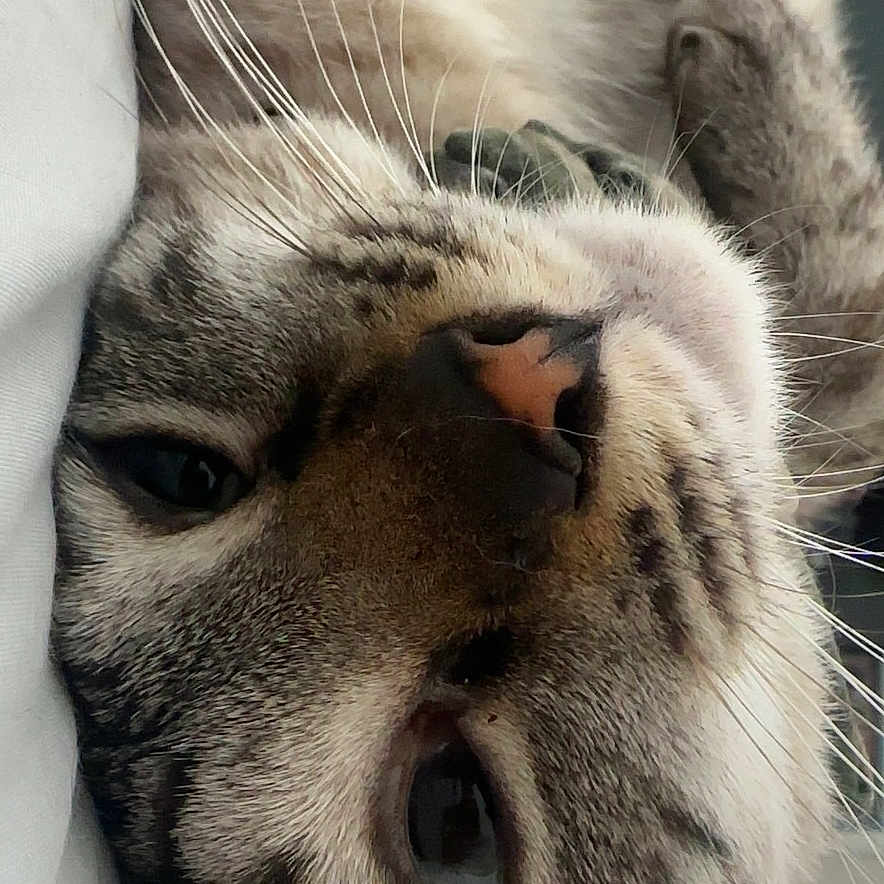 Luna joined the competition — help win amazing prizes! animal, background, cat, chair, close_up, cozy, domestic, ear, eye, face, feline, fur, household, indoor, lying_down, nose, pet, relaxed, sleepy, whiskers