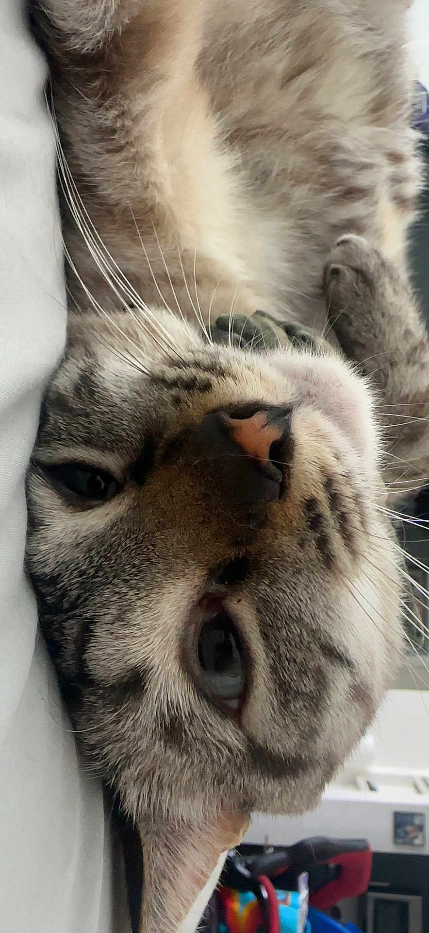 Luna joined the competition — help win amazing prizes! cat, close_up, whiskers, relaxed, indoor, feline, lying_down, face, fur, pet, animal, sleepy, nose, ear, eye, domestic, cozy, background, household, chair