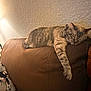 Luna joined the competition — help win amazing prizes! cat, sleeping, tabby, feline, couch, leather, paw, indoor, lamp, wall, texture, cozy, relaxation, pet, animal, resting, furniture, home, warm_light, comfortable
